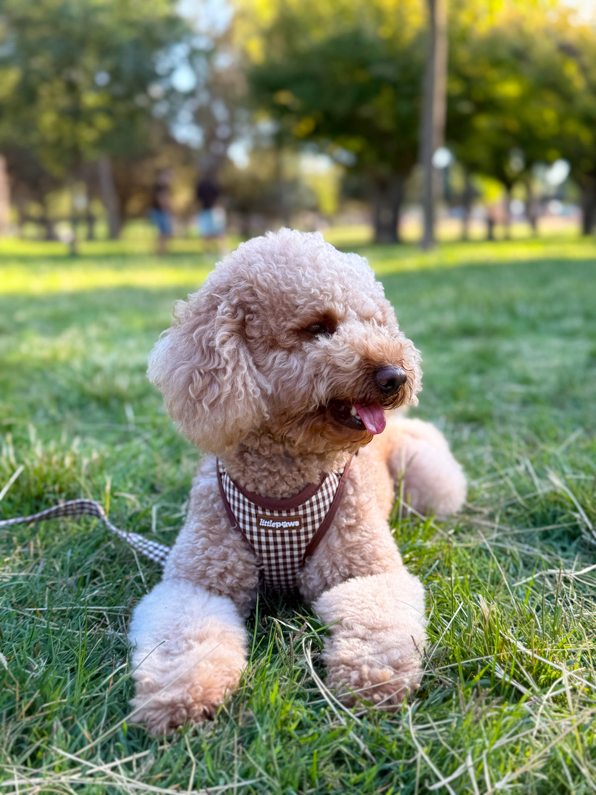 Pack Paseo Completo Canela