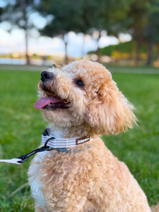 Collar Bambú