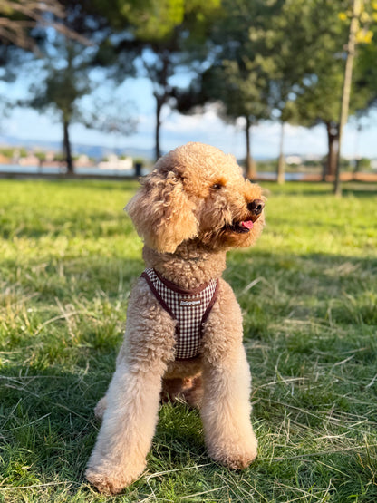 Pack Paseo Esencial Canela