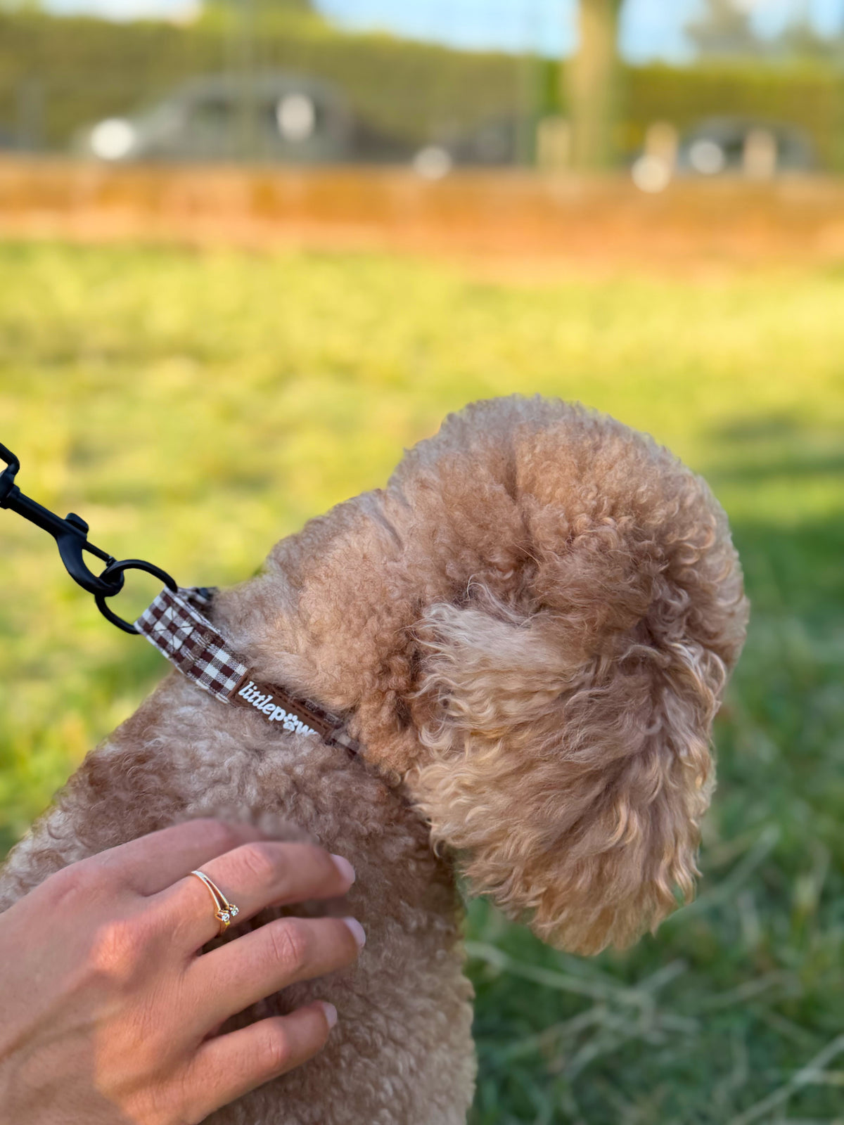Collar Canela