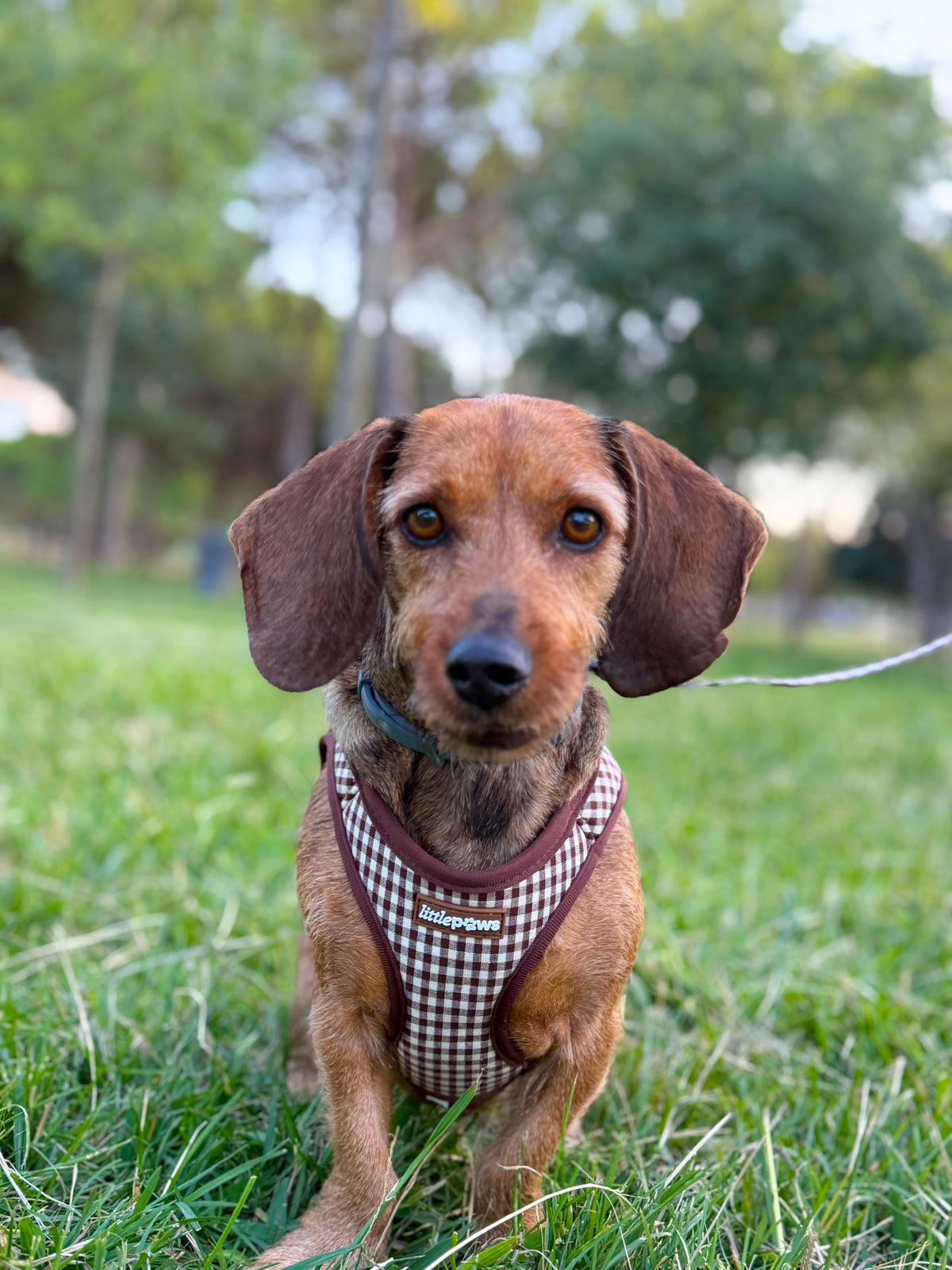 Pack Paseo Completo Canela
